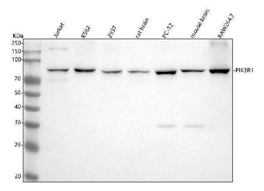 Anti-PI3 Kinase p85 alpha Rabbit Monoclonal Antibody Boster Bio