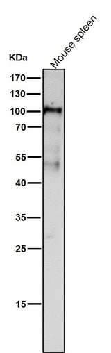 Anti-Dnmt3b Rabbit Monoclonal Antibody Rabbit Monoclonal Antibody Boster Bio