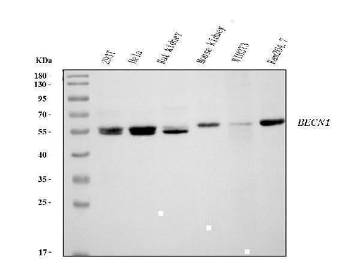 Anti-Beclin 1 Antibody Picoband® (monoclonal, 2D12A3 Boster Bio