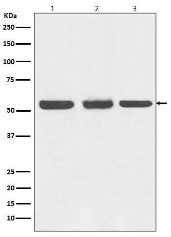 Anti-Beclin 1 BECN1 Monoclonal Antibody Boster Bio