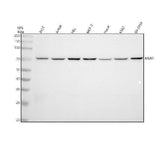Anti-Menin MEN1 Monoclonal Antibody Boster Bio