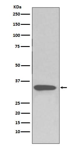 Anti-pro Caspase 3 CASP3 Rabbit Monoclonal Antibody Boster Bio