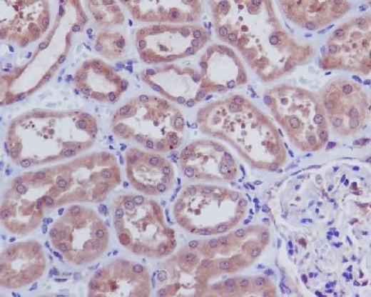 Anti-Caspase-3 p12 CASP3 Rabbit Monoclonal Antibody Boster Bio