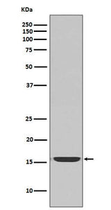 Anti-active Caspase-3 CASP3 Rabbit Monoclonal Antibody Boster Bio