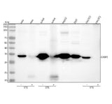 Anti-Caspase 3 Rabbit Monoclonal Antibody Boster Bio