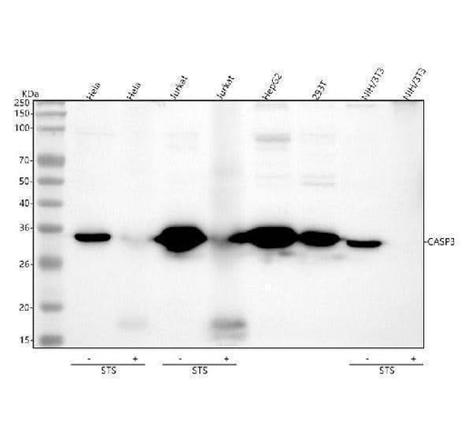 Anti-Caspase 3 Rabbit Monoclonal Antibody Boster Bio