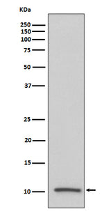 Anti-IGF2/IGF II Rabbit Monoclonal Antibody Boster Bio