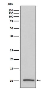 Anti-IGF2/IGF II Rabbit Monoclonal Antibody Boster Bio