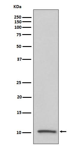 Anti-IGF2/IGF II Rabbit Monoclonal Antibody Boster Bio
