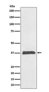 Anti-BMP2 Rabbit Monoclonal Antibody Boster Bio