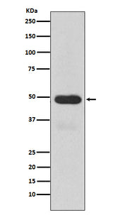 Anti-Cytochrome P450 3A4 CYP3A4 Monoclonal Antibody Boster Bio