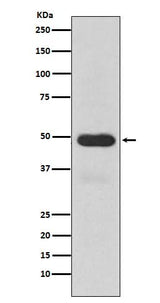 Anti-Cytochrome P450 3A4 CYP3A4 Monoclonal Antibody Boster Bio