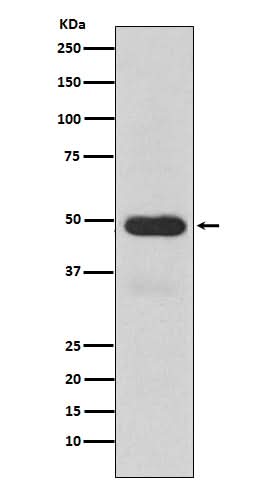 Anti-Cytochrome P450 3A4 CYP3A4 Monoclonal Antibody Boster Bio