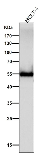 Anti-CD4 Rabbit Monoclonal Antibody Boster Bio