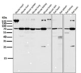 Anti-Atg7 (Apg7) Monoclonal Antibody Boster Bio