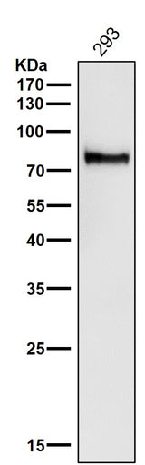 Anti-ATG7/Apg7 Rabbit Monoclonal Antibody Boster Bio