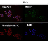 Anti-Rad50 Monoclonal Antibody Boster Bio