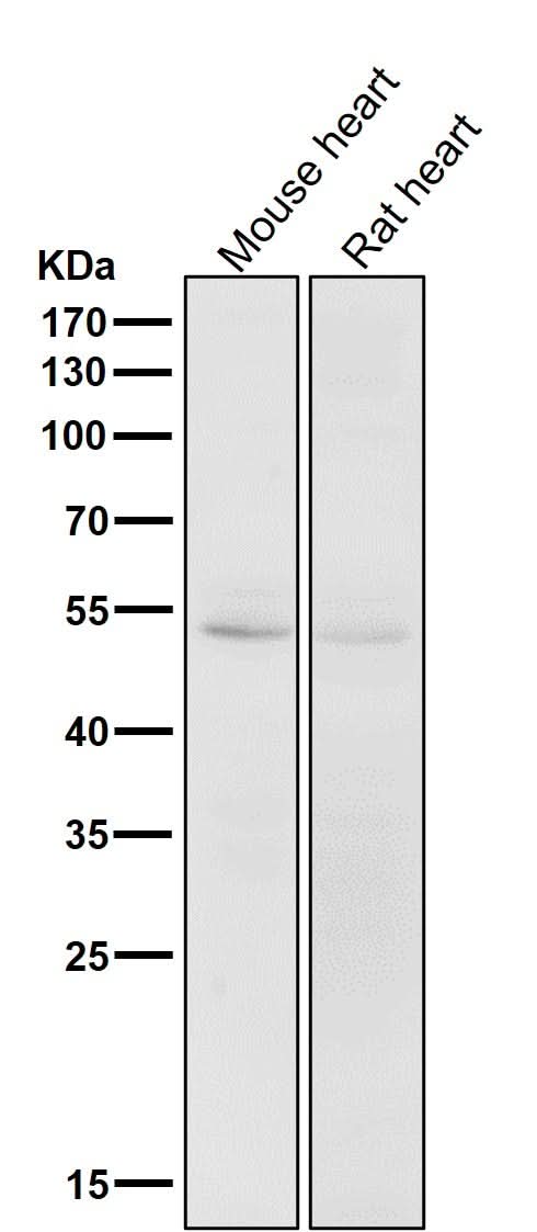 Anti-CD47 Rabbit Monoclonal Antibody Boster Bio