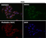 Anti-TMS1 PYCARD Rabbit Monoclonal Antibody Boster Bio