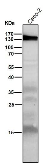 Anti-iNOS NOS2 Rabbit Monoclonal Antibody Boster Bio