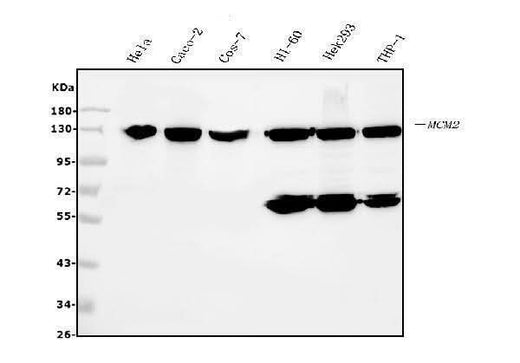 Anti-MCM2 Antibody Picoband® (monoclonal, 11C4 Boster Bio