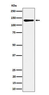 Anti-MCM2 Rabbit Monoclonal Antibody Boster Bio