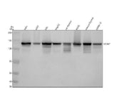 Anti-MCM2 Rabbit Monoclonal Antibody Boster Bio