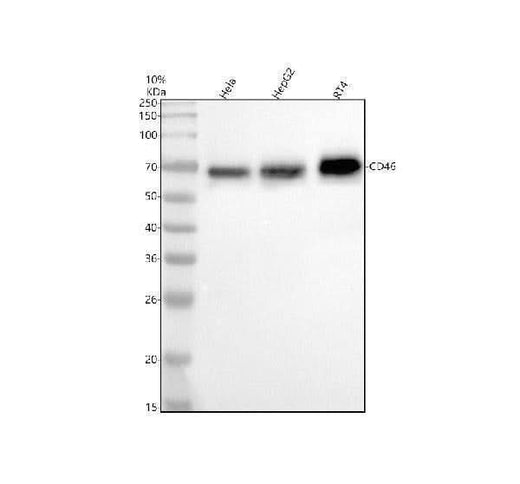 Anti-CD46 Rabbit Monoclonal Antibody Boster Bio