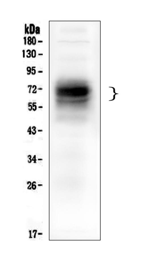 Anti-CD46 Antibody Picoband® (monoclonal, 9E9 Boster Bio