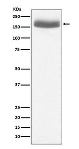 Anti-EGF Rabbit Monoclonal Antibody Boster Bio