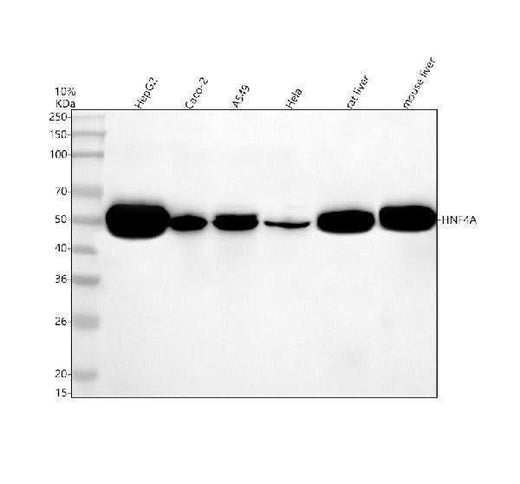 Anti-HNF-4-alpha Rabbit Monoclonal Antibody Boster Bio