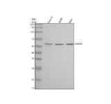 Anti-HNF-4-alpha Rabbit Monoclonal Antibody Boster Bio