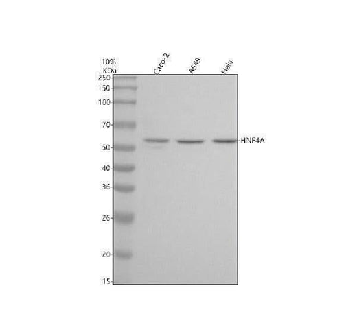 Anti-HNF-4-alpha Rabbit Monoclonal Antibody Boster Bio