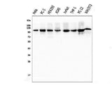 Anti-KAP1/TRIM28 Antibody Picoband® (monoclonal, 3H2 Boster Bio