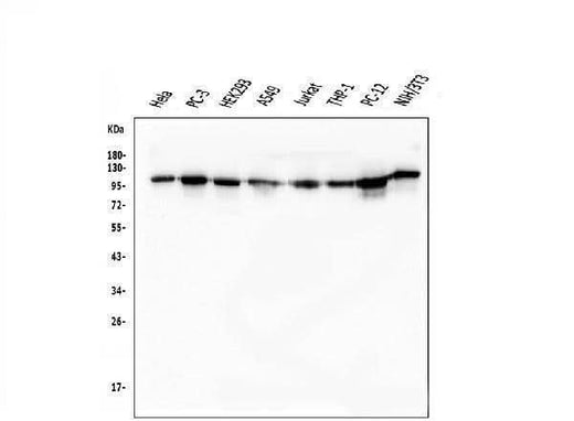 Anti-KAP1/TRIM28 Antibody Picoband® (monoclonal, 9E3 Boster Bio
