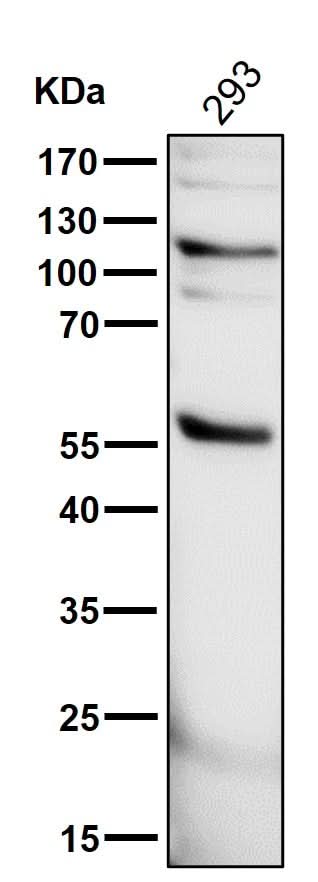 Anti-PHD2 / prolyl hydroxylase Monoclonal Antibody Boster Bio