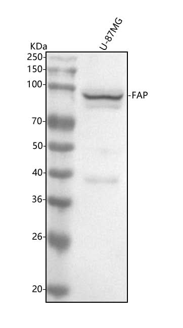 Anti-FAP1 Rabbit Monoclonal Antibody Boster Bio