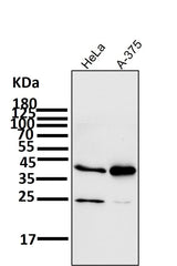 Anti-SIRT2/Sirtuin 2 Rabbit Monoclonal Antibody Boster Bio