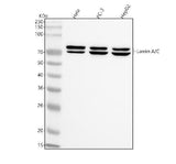 Anti-Lamin A/C Rabbit Monoclonal Antibody Boster Bio