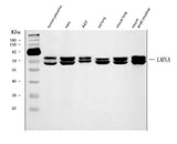 Anti-Lamin A+C/LMNA Antibody Picoband® (monoclonal, 5F3C12 Boster Bio