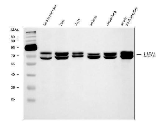 Anti-Lamin A+C/LMNA Antibody Picoband® (monoclonal, 5F3C12 Boster Bio