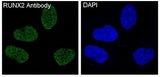 Anti-RUNX2 Monoclonal Antibody Boster Bio