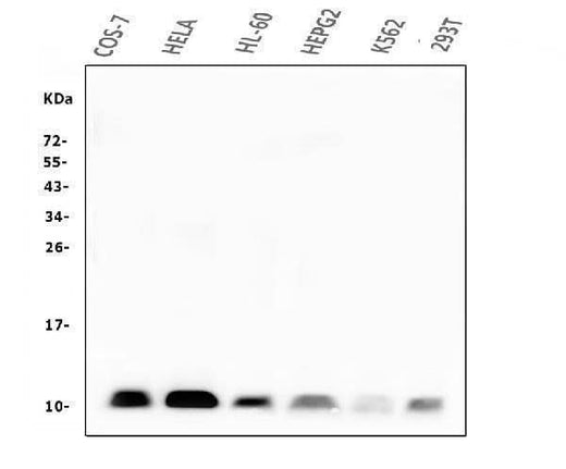 Anti-Beta 2 Microglobulin B2M Antibody Picoband® (monoclonal, 2H10 Boster Bio