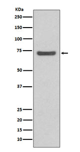 Anti-ABCG2/Bcrp Rabbit Monoclonal Antibody Boster Bio