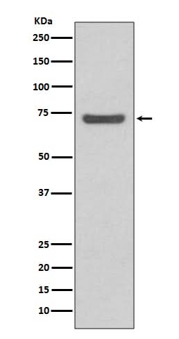 Anti-ABCG2/Bcrp Rabbit Monoclonal Antibody Boster Bio