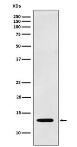 Anti-Galectin 1 LGALS1 Monoclonal Antibody Boster Bio