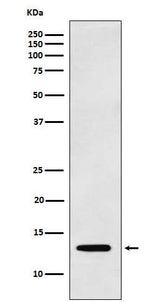 Anti-Galectin 1 LGALS1 Monoclonal Antibody Boster Bio