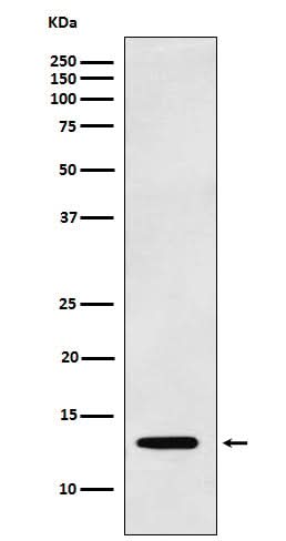 Anti-Galectin 1 LGALS1 Monoclonal Antibody Boster Bio