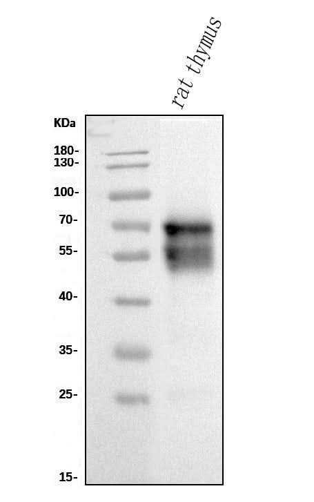 Anti-CD5 Antibody Picoband® (monoclonal, 11B4 Boster Bio