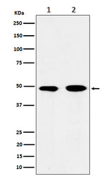Anti-eIF3e Rabbit Monoclonal Antibody Boster Bio